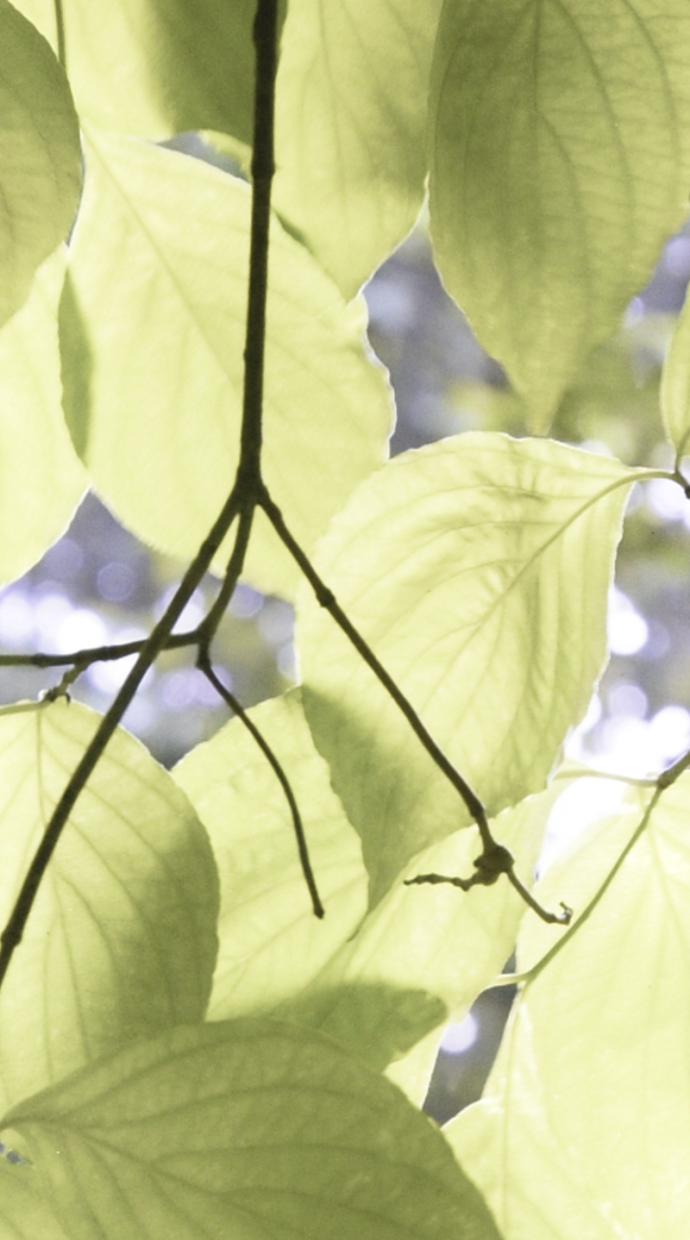 Leaves on the tree branch.