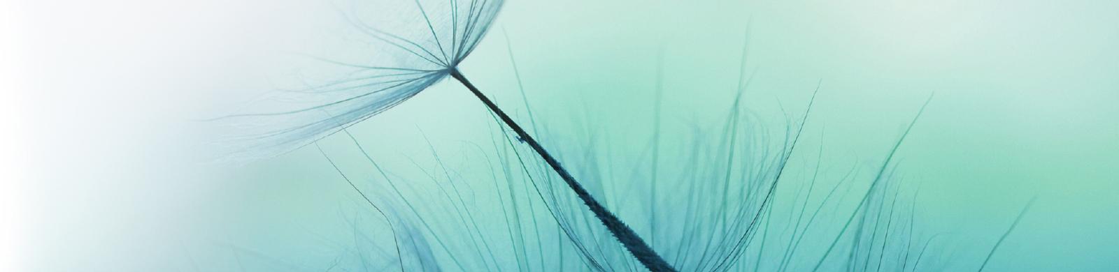 Dandelion Seeds